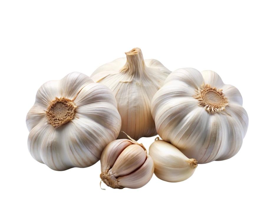 Fresh Garlic