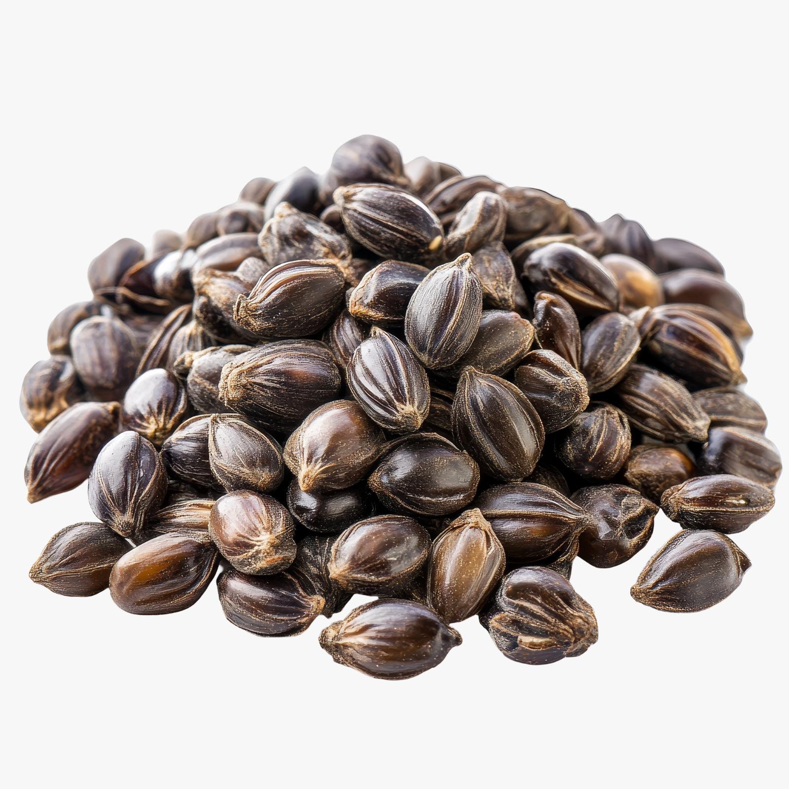 Castor Seeds