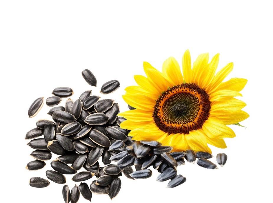 Sunflower Seeds