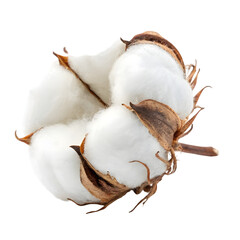 Raw Cotton